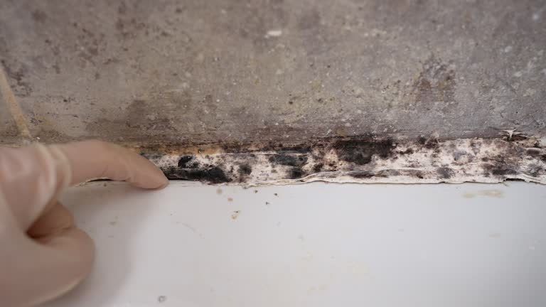  East Ithaca, NY Mold Removal Pros